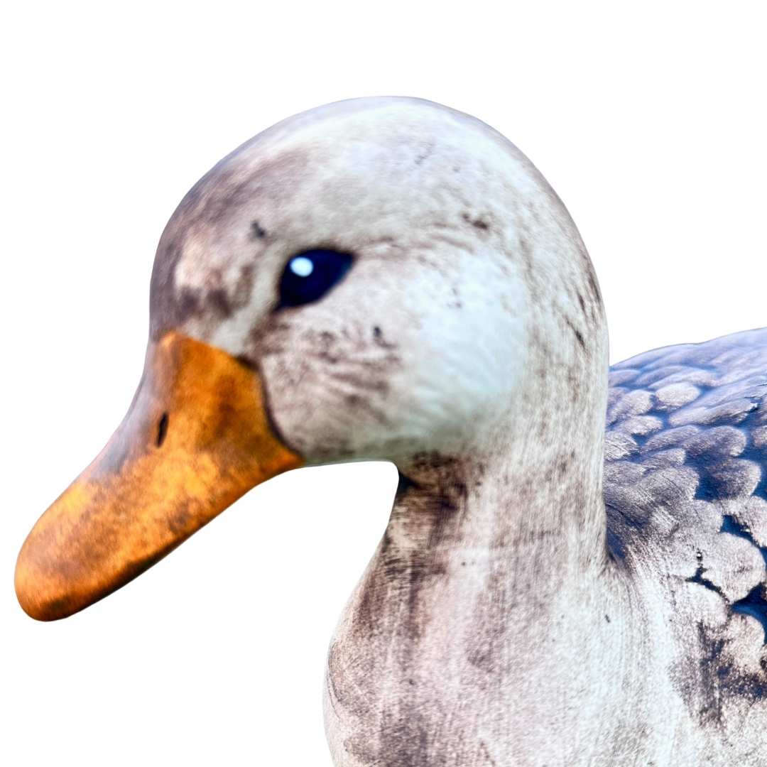 zadní pohled na kachnu Rozárku